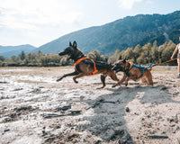 Non-Stop Dogwear Freemotion Harness 5.0